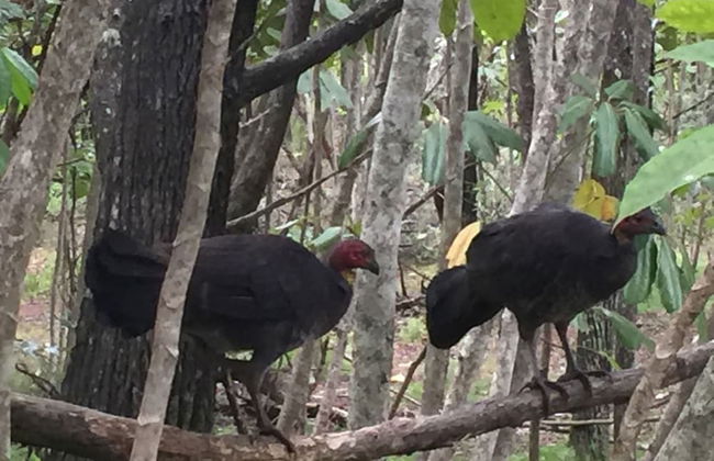 Byron Bay Rainforest Resort - Photo 28