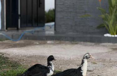 Mont Parnes Little House - Foto 10