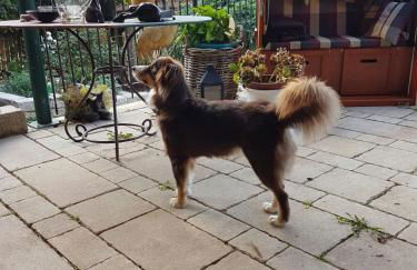 Reiterhof vom Litzlbach - Foto 43