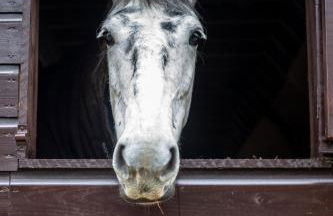West Cottage, Cerne Abbas Lane - Photo 30