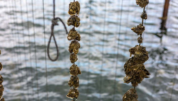 Excursión al Étang de Thau con degustación de ostras y paseo en barco - Foto 3