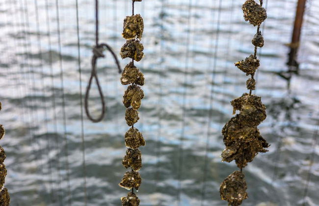 Excursión al Étang de Thau con degustación de ostras y paseo en barco - Foto 3