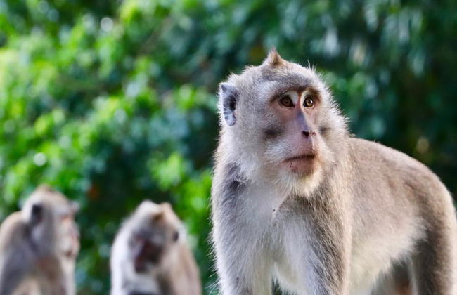 Monkey Island und Mangrovenwald - Private Ganztagestour - Foto 1