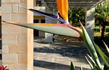 Aggelos and Thisbe Chania Suburbs Sea View Guest House - Foto 41