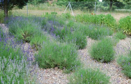 Leśniczówka Lawenda - Foto 7