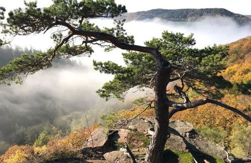 Schiller Ferienwohnung, Pool, Nideggen, Eifel - Foto 54