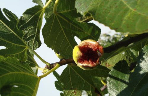 Apartment Mirta - Foto 24