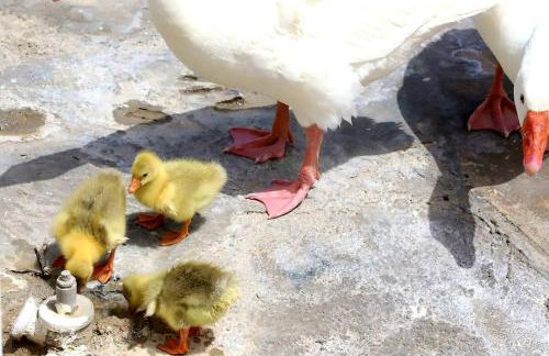 Korthaki Beach House Οικογενειακή Villa στη θάλασσα - Photo 32