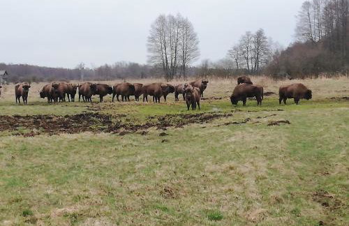 Apartamenty Pod Magnolią - Foto 51