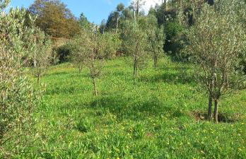 Cabanelas Country House - Casa do Luís - Foto 29