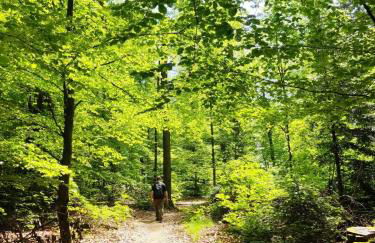 FeWo Sulzbachtal, Nähe Europa-Park, Rulantica, Schwarzwald, Feldberg - Foto 53