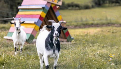 Ferienhof Jakob Rohrhof - Foto 2