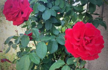 Evilion house inTholo. Sea, nature, relaxation! - Foto 49