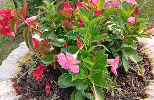 Gîte Chez Mélanie et Léon Séjour nature et animau - Foto 15