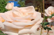 Morada das Mandalas - Foto 30