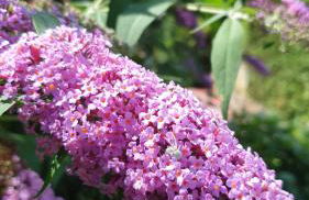 Ferienwohnung Sonnenschein Familie Hamdorf - Photo 34