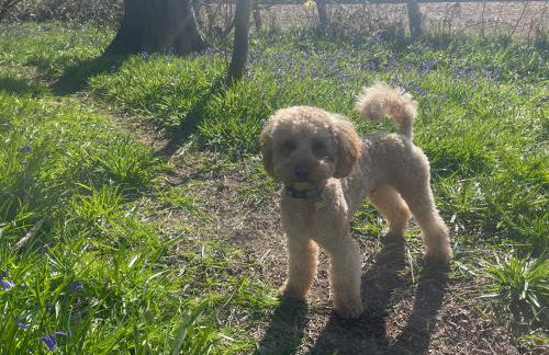 Bluebell Cottage - Foto 20