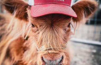 Ol’ Mel’s Farm - Foto 21