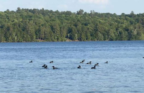 Log Cabin at Naughty Dog Private Island - Foto 48