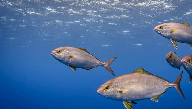 Snorkeling à Santa Maria - Photo 3, Poissons des fonds marins des Açores