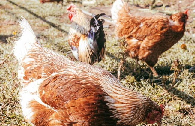 Masseria Elysium - Foto 57