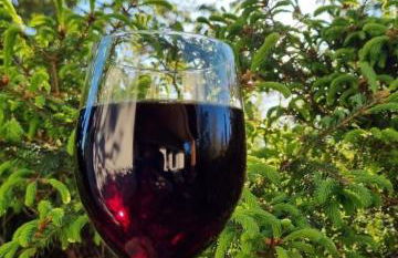 Tiny House - Auszeit im Wald am Badesee - Foto 42