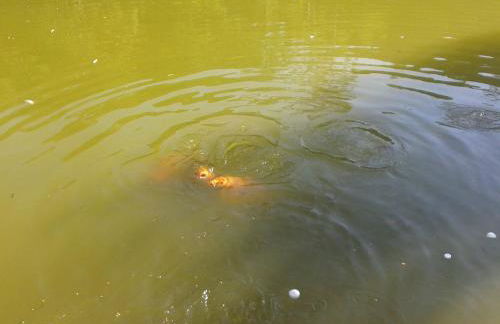 Sítio Recanto do Araçá - Foto 29