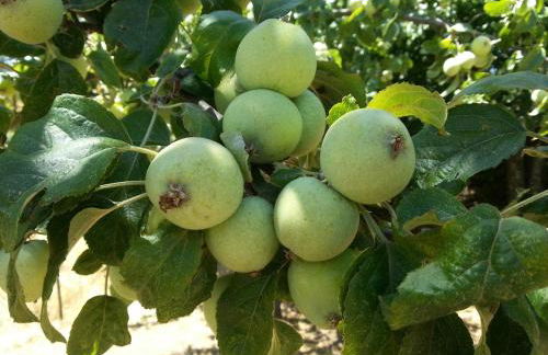 Casa Dos Galegos - Foto 17