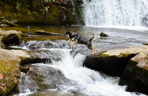 The Owl's Perch - Foto 30