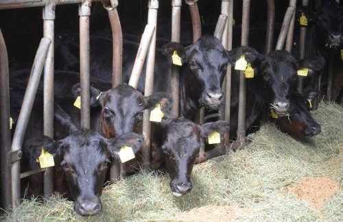 Ferienwohnungen Hof Heiderich - Foto 10