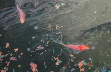 Villaestanque - Foto 28