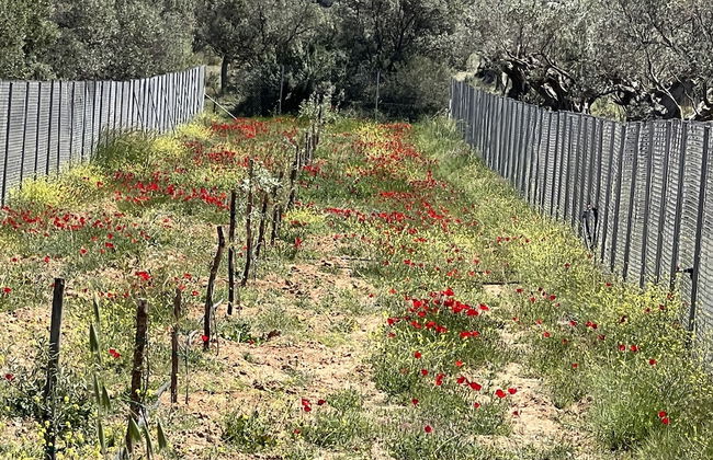 Ecological Studio Flat in Kalyvia Thorikou, Greece - Foto 25