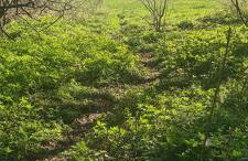 Treetops Studio Apartment - Foto 10