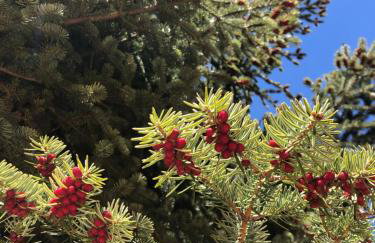 Chalet Leonard House in the wood - Foto 29