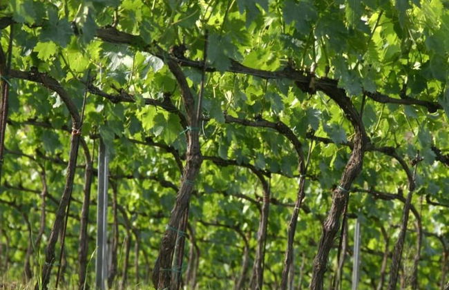 Tuscany Bliss: Garden Retreat - Foto 19