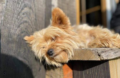 Gierszówka Smak&Relaks - Foto 23