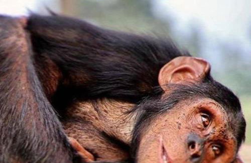 Casa vacanze Villa Tiziana Chalet di campagna - Foto 69