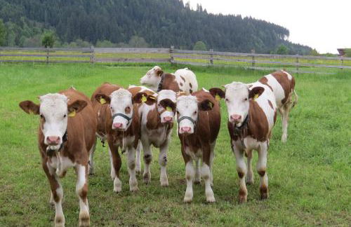 Gästehaus-Bauernhof Buchwieser - Foto 25