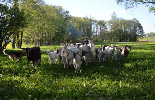 Agroturystyka Dzikie Stawy-Mazury - Foto 14