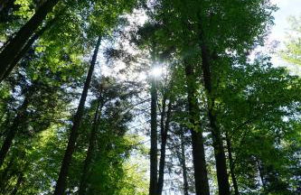 Ehrenmättlehof Faißt - Foto 25