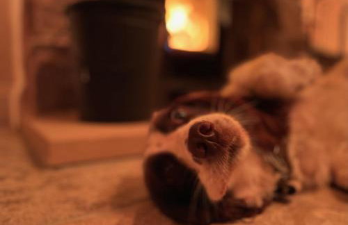 Muddy Paws Cottages - The Nook - Photo 3