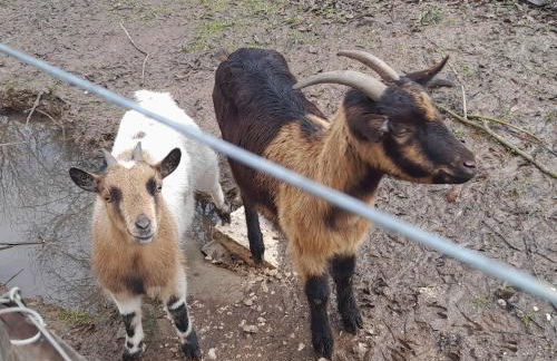 Quinta da Bolota Guest House - Foto 20