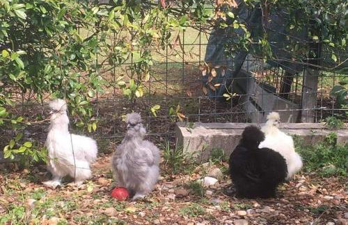 Agriturismo il Podere Vedelago con San Bernardo, Alpaca e una Pentola di cose da scoprire - Foto 40