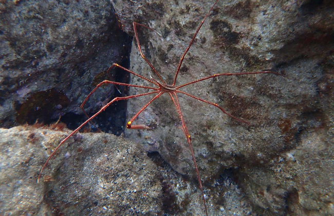 Snorkeling à Porto Santo - Foto 6