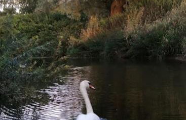 Riverside Lodge, with Hot tub on The River Severn - Photo 14