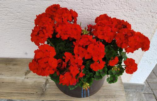 Appartamenti da Costantino - Foto 41