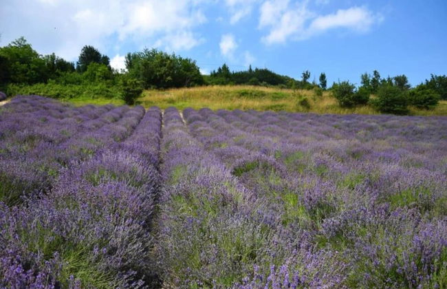 Holiday Home in Langhe With Pool and Terrace - Foto 37