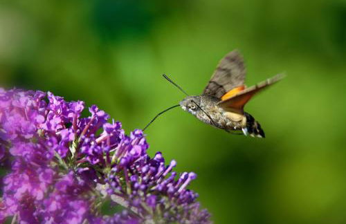 Ferienwohung zum Wasserfall - Foto 15
