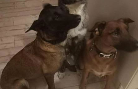 Ferienwohnungen Thomsen Bergdorf Pobershau - Foto 40