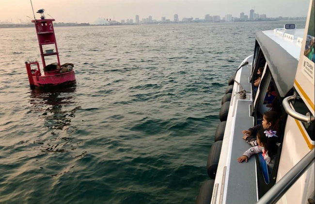 Passeio de barco com fundo de vidro por Long Beach - Foto 5